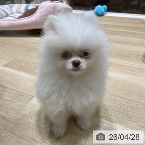 埼玉県のポメラニアン (ペットプラス ららぽーと富士見店/2026年2月5日生まれ/女の子/クリーム)の子犬の3枚目の画像