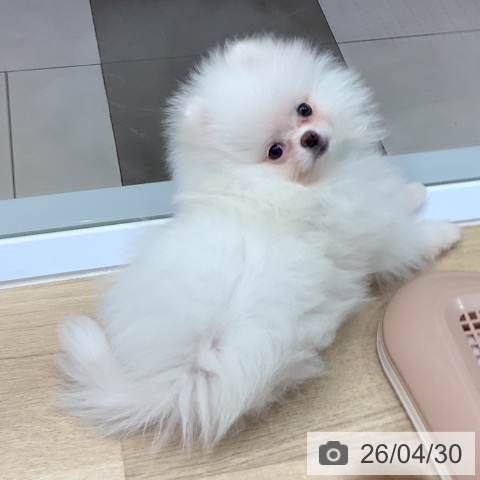 ポメラニアンの写真