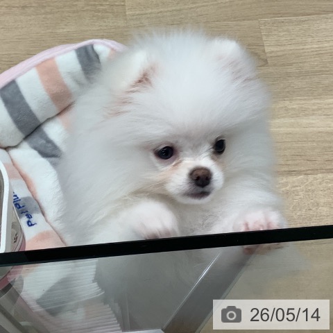千葉県のポメラニアン (ペットプラス 船橋店/2026年2月5日生まれ/女の子/クリーム)の子犬の3枚目の画像