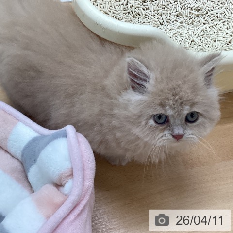 福岡県のミヌエット (ペットプラス 黒崎店/2026年2月6日生まれ/男の子/クリームタビー)の子猫の4枚目の画像