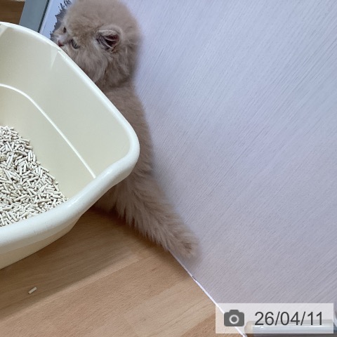 福岡県のミヌエット (ペットプラス 黒崎店/2026年2月6日生まれ/男の子/クリームタビー)の子猫の3枚目の画像