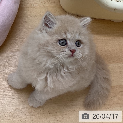 福岡県のミヌエット (ペットプラス 黒崎店/2026年2月6日生まれ/男の子/クリームタビー)の子猫の3枚目の画像