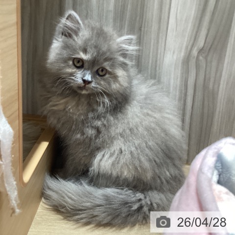 ミヌエットの写真