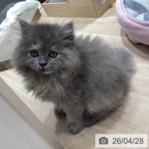 ミヌエットの写真