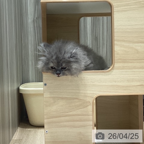 ミヌエットの写真