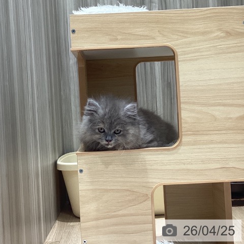 ミヌエットの写真