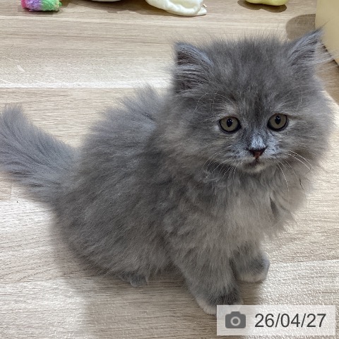 ミヌエットの写真