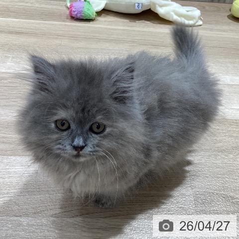 ミヌエットの写真