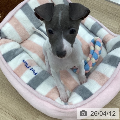 山梨県のイタリアングレーハウンド (ペットプラス 甲府国母店/2026年2月5日生まれ/女の子/ホワイトブルー)の子犬の3枚目の画像