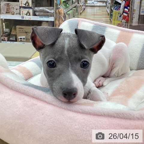 山梨県のイタリアングレーハウンド (ペットプラス 甲府国母店/2026年2月5日生まれ/女の子/ホワイトブルー)の子犬の3枚目の画像