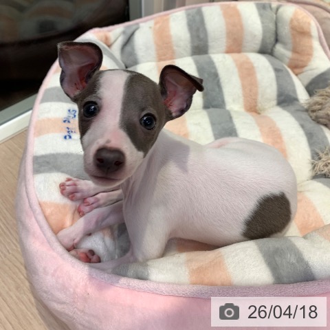 千葉県のイタリアングレーハウンド (ペットプラス 幕張新都心店/2026年2月5日生まれ/女の子/ホワイトブルー)の子犬の3枚目の画像