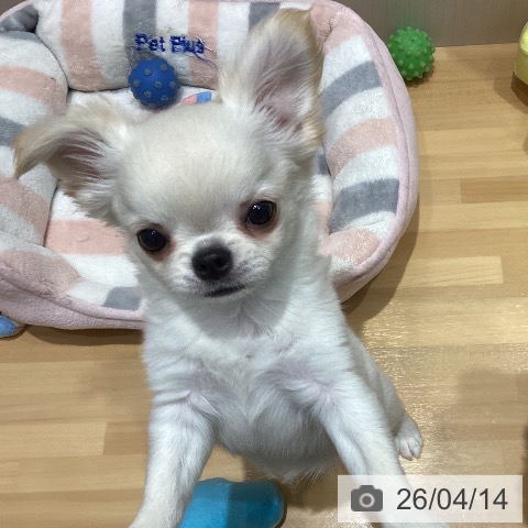 埼玉県のチワワ(ロング) (ペットプラス 与野店/2026年2月5日生まれ/男の子/ホワイトクリーム)の子犬の3枚目の画像