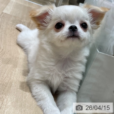 埼玉県のチワワ(ロング) (ペットプラス ららぽーと富士見店/2026年2月5日生まれ/女の子/ホワイトクリーム)の子犬の3枚目の画像