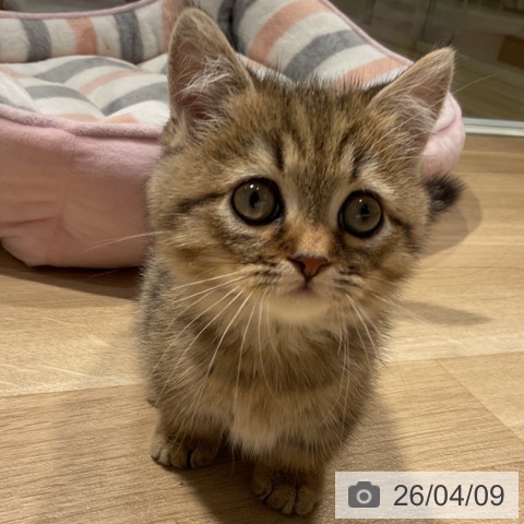 福岡県のミヌエット (ペットプラス 小倉南店/2026年1月19日生まれ/男の子/ブラウンタビー)の子猫の4枚目の画像