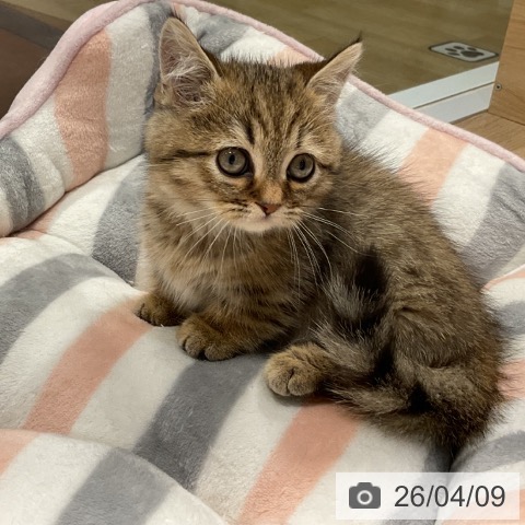 福岡県のミヌエット (ペットプラス 小倉南店/2026年1月19日生まれ/男の子/ブラウンタビー)の子猫の3枚目の画像