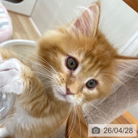 埼玉県のメインクーン (ペッツワン 新座店/2026年2月5日生まれ/女の子/レッドタビーホワイト)の子猫の4枚目の画像