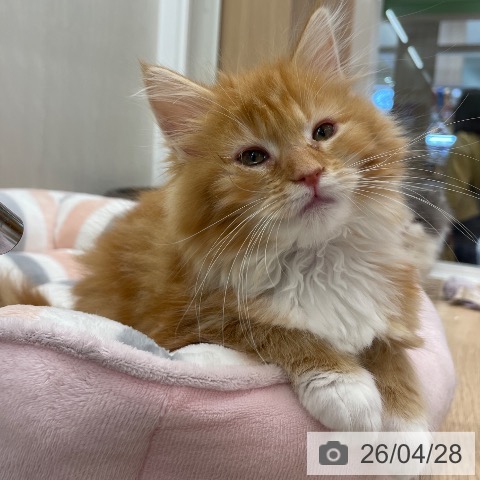 埼玉県のメインクーン (ペッツワン 新座店/2026年2月5日生まれ/女の子/レッドタビーホワイト)の子猫の3枚目の画像