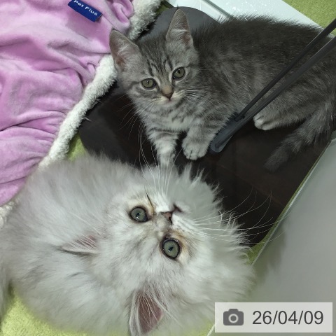 福岡県のミヌエット (ペットプラス 福岡店/2026年1月18日生まれ/男の子/シルバータビー)の子猫の4枚目の画像