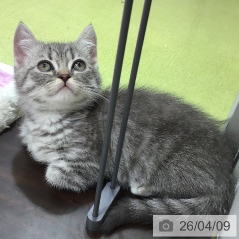 福岡県のミヌエット (ペットプラス 福岡店/2026年1月18日生まれ/男の子/シルバータビー)の子猫の3枚目の画像