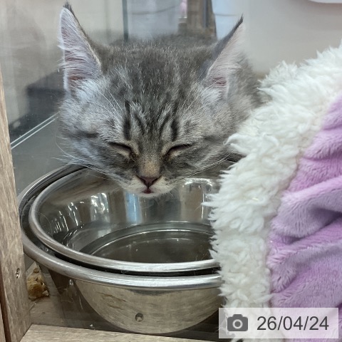 福岡県のミヌエット (ペットプラス 福岡店/2026年1月18日生まれ/男の子/シルバータビー)の子猫の3枚目の画像