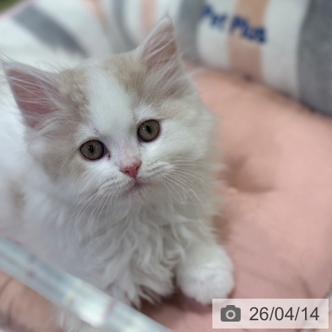 サイベリアンの写真