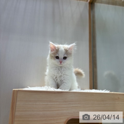 サイベリアンの写真