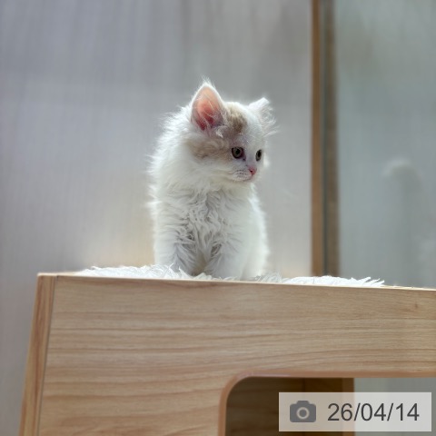 サイベリアンの写真