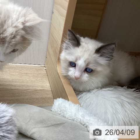 ラグドールの写真