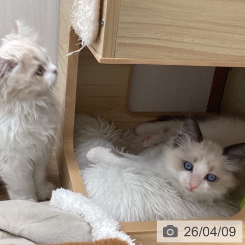 ラグドールの写真