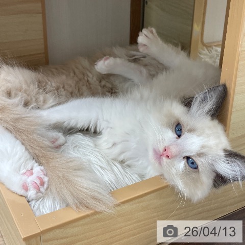 長野県のラグドール (ペットプラス 須坂店/2026年2月3日生まれ/男の子/シールポイントバイカラー)の子猫の4枚目の画像