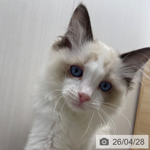 長野県のラグドール (ペットプラス 須坂店/2026年2月3日生まれ/男の子/シールポイントバイカラー)の子猫の3枚目の画像