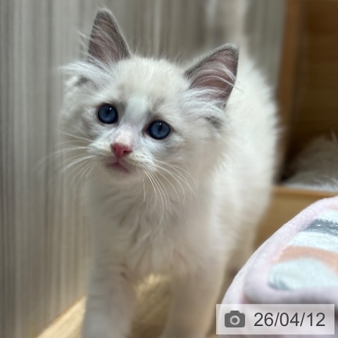千葉県のラグドール (ペットプラス 木更津店/2026年2月3日生まれ/男の子/ブルーポイントバイカラー)の子猫の4枚目の画像