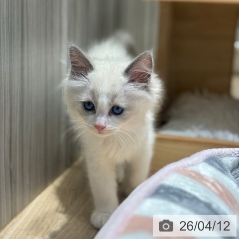 千葉県のラグドール (ペットプラス 木更津店/2026年2月3日生まれ/男の子/ブルーポイントバイカラー)の子猫の3枚目の画像