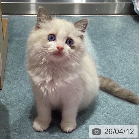 埼玉県のラグドール (ペットプラス コクーンシティ店/2026年2月3日生まれ/女の子/ブルーポイントバイカラー)の子猫の4枚目の画像