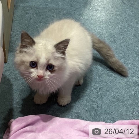 埼玉県のラグドール (ペットプラス コクーンシティ店/2026年2月3日生まれ/女の子/ブルーポイントバイカラー)の子猫の3枚目の画像