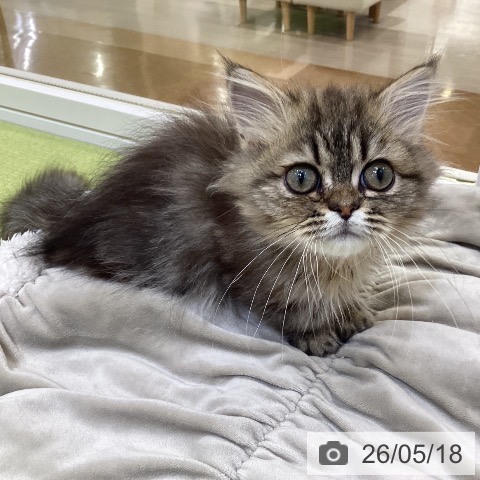 埼玉県のミヌエット (ペットプラス 羽生店/2026年2月6日生まれ/男の子/ブラウンタビー)の子猫の4枚目の画像