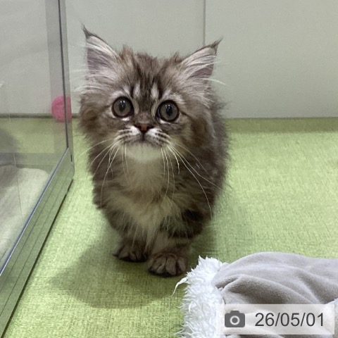 埼玉県のミヌエット (ペットプラス 羽生店/2026年2月6日生まれ/男の子/ブラウンタビー)の子猫の4枚目の画像