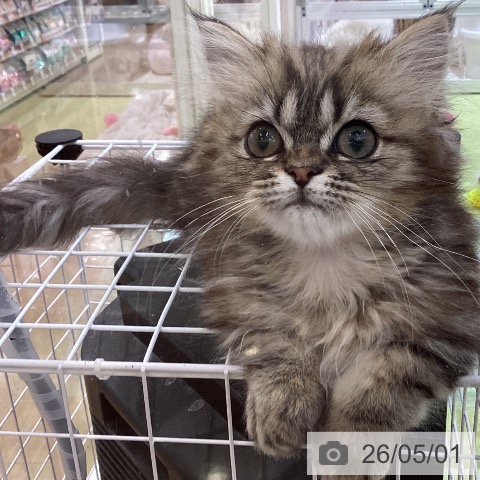 埼玉県のミヌエット (ペットプラス 羽生店/2026年2月6日生まれ/男の子/ブラウンタビー)の子猫の3枚目の画像