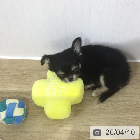 埼玉県のチワワ(ロング) (ペットプラス 所沢店/2026年2月7日生まれ/男の子/ブラックタンホワイト)の子犬の4枚目の画像