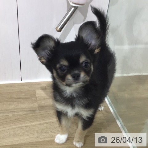 埼玉県のチワワ(ロング) (ペットプラス 所沢店/2026年2月7日生まれ/男の子/ブラックタンホワイト)の子犬の3枚目の画像