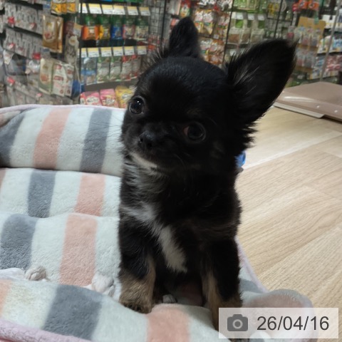神奈川県のチワワ(ロング) (ペットプラス 湘南平塚店/2026年2月7日生まれ/女の子/ブラックタンホワイト)の子犬の4枚目の画像