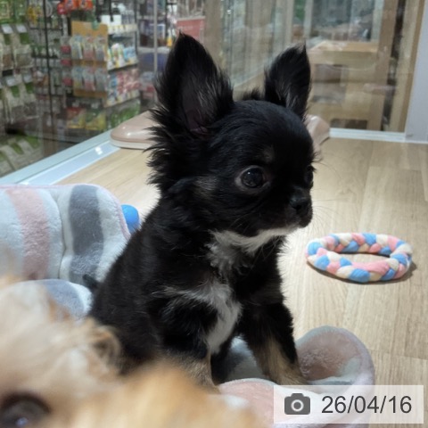 神奈川県のチワワ(ロング) (ペットプラス 湘南平塚店/2026年2月7日生まれ/女の子/ブラックタンホワイト)の子犬の3枚目の画像