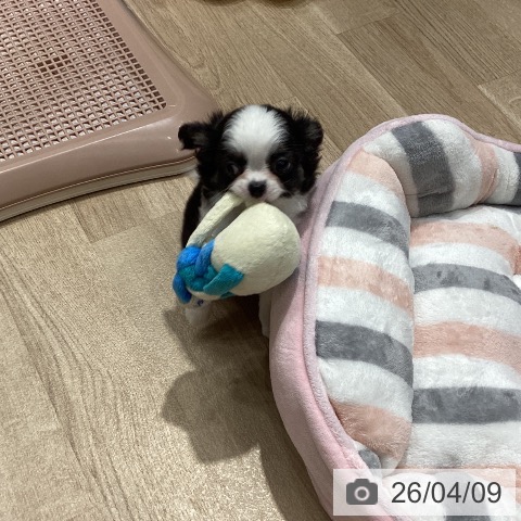 埼玉県のチワワ(ロング) (ペットプラス ピオニウォーク東松山店/2026年2月7日生まれ/女の子/ブラックタンホワイト)の子犬の3枚目の画像