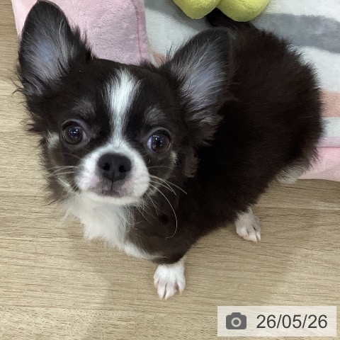 チワワの写真