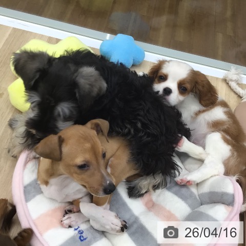 宮城県のイタリアングレーハウンド (ペットプラス 名取店/2026年2月6日生まれ/男の子/レッドホワイト)の子犬の4枚目の画像