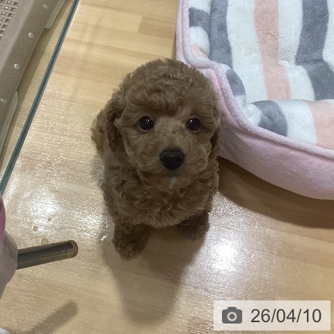 神奈川県のトイプードル(トイ) (ペットプラス ビアレ横浜店/2026年2月7日生まれ/男の子/アプリコット)の子犬の4枚目の画像