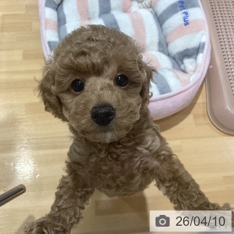 神奈川県のトイプードル(トイ) (ペットプラス ビアレ横浜店/2026年2月7日生まれ/男の子/アプリコット)の子犬の3枚目の画像