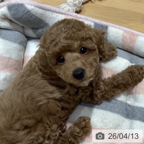 トイ・プードルの写真