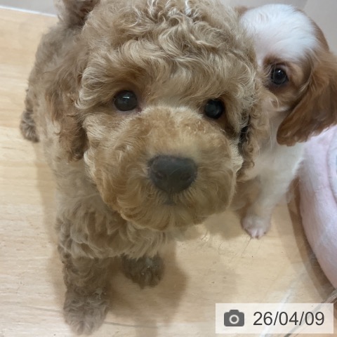 千葉県のトイプードル(トイ) (ペットプラス 成田店/2026年2月7日生まれ/男の子/アプリコット)の子犬の3枚目の画像