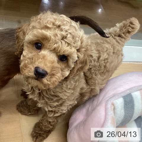 千葉県のトイプードル(トイ) (ペットプラス 成田店/2026年2月7日生まれ/男の子/アプリコット)の子犬の3枚目の画像